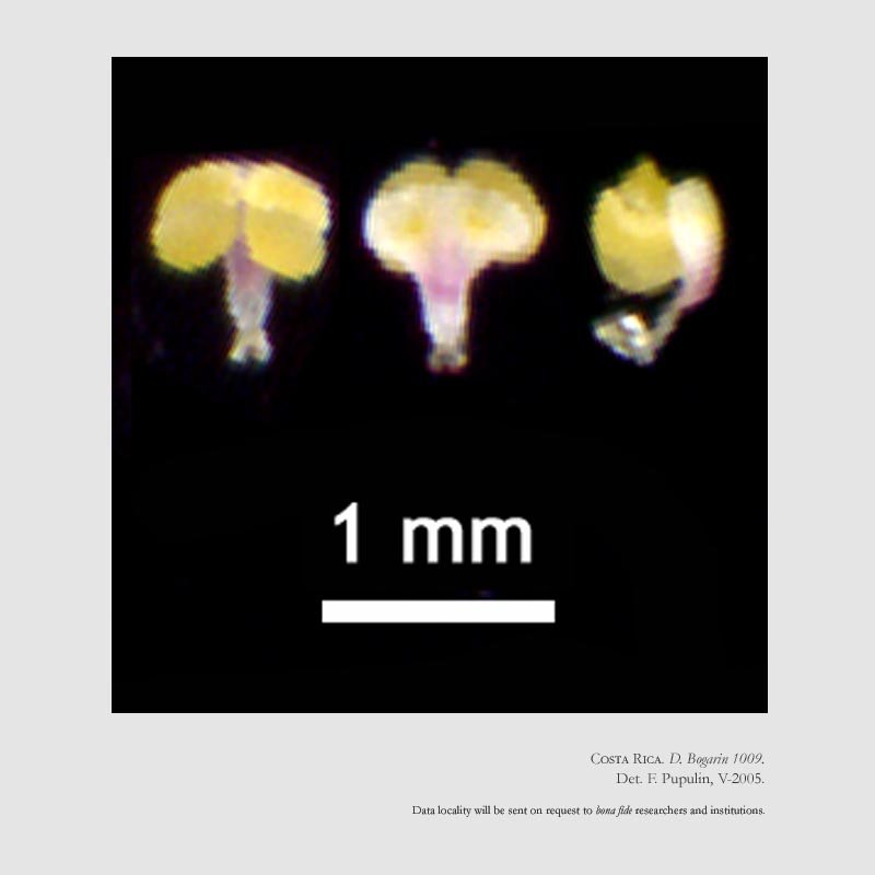 Dichaea acroblephara